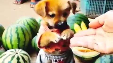 poor puppy and selfish friends