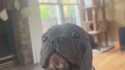 Darius Isn't Listening