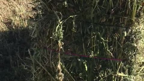 The wheat was harvested, the stalks became straw, and straw bales were prepared.