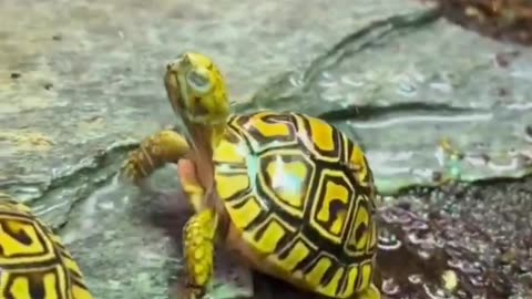 Leonardo's first steps.
