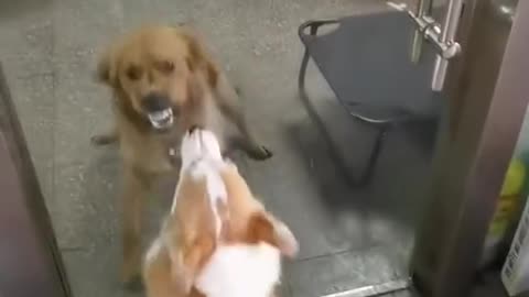 Dogs Arguing Through Glass... But Watch What Happens When the Door Opens! 😂🐶