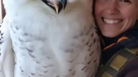This Owl Is MASSIVE — You Won't Believe How Big It Is!