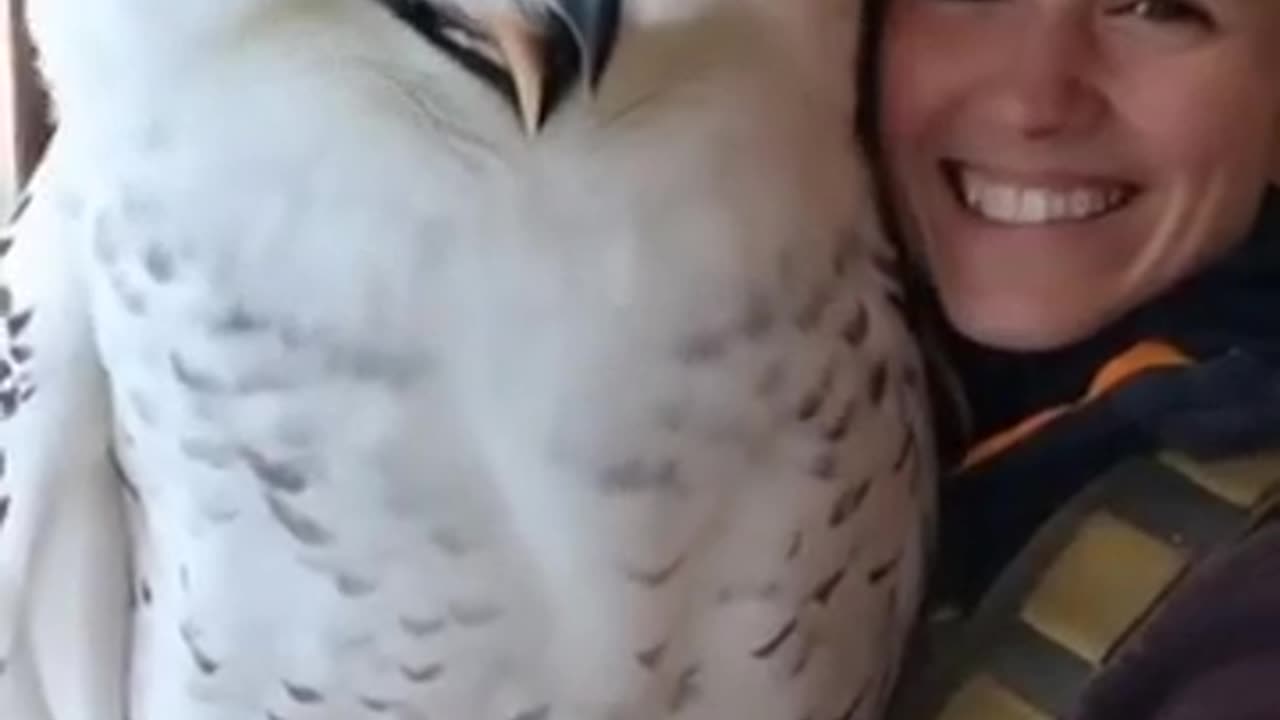 This Owl Is MASSIVE — You Won't Believe How Big It Is!
