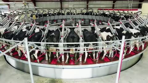 Dairy Is Milking America Dry Climate Town