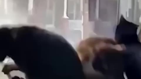 TOTAL IDIOTS AT WORK