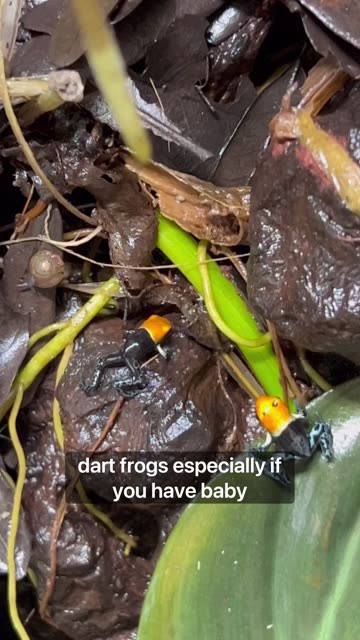 Springtails - Terrariums