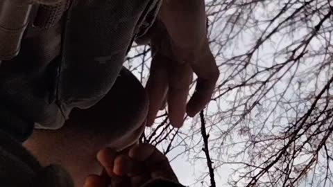 Jawharp Homus vargan ying yang training