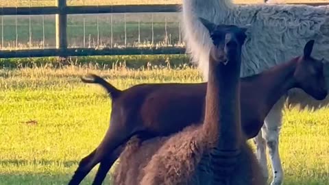 Scratchin’ that Itch 🦙🐐#cutegoat #livestockguardian #llama