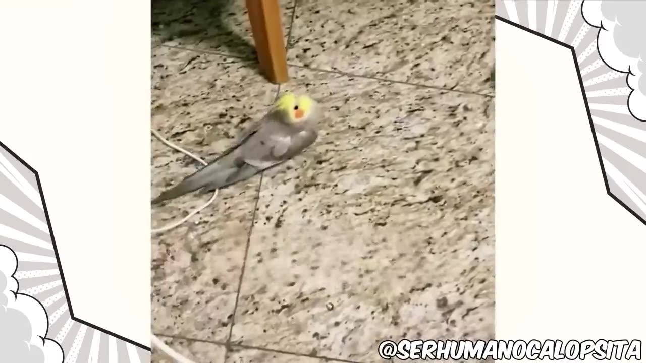 Funny 14