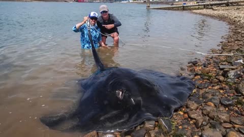 Giant Australian River Monster_part8