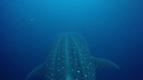 Scuba driver has close call with whale shark cruising right at him