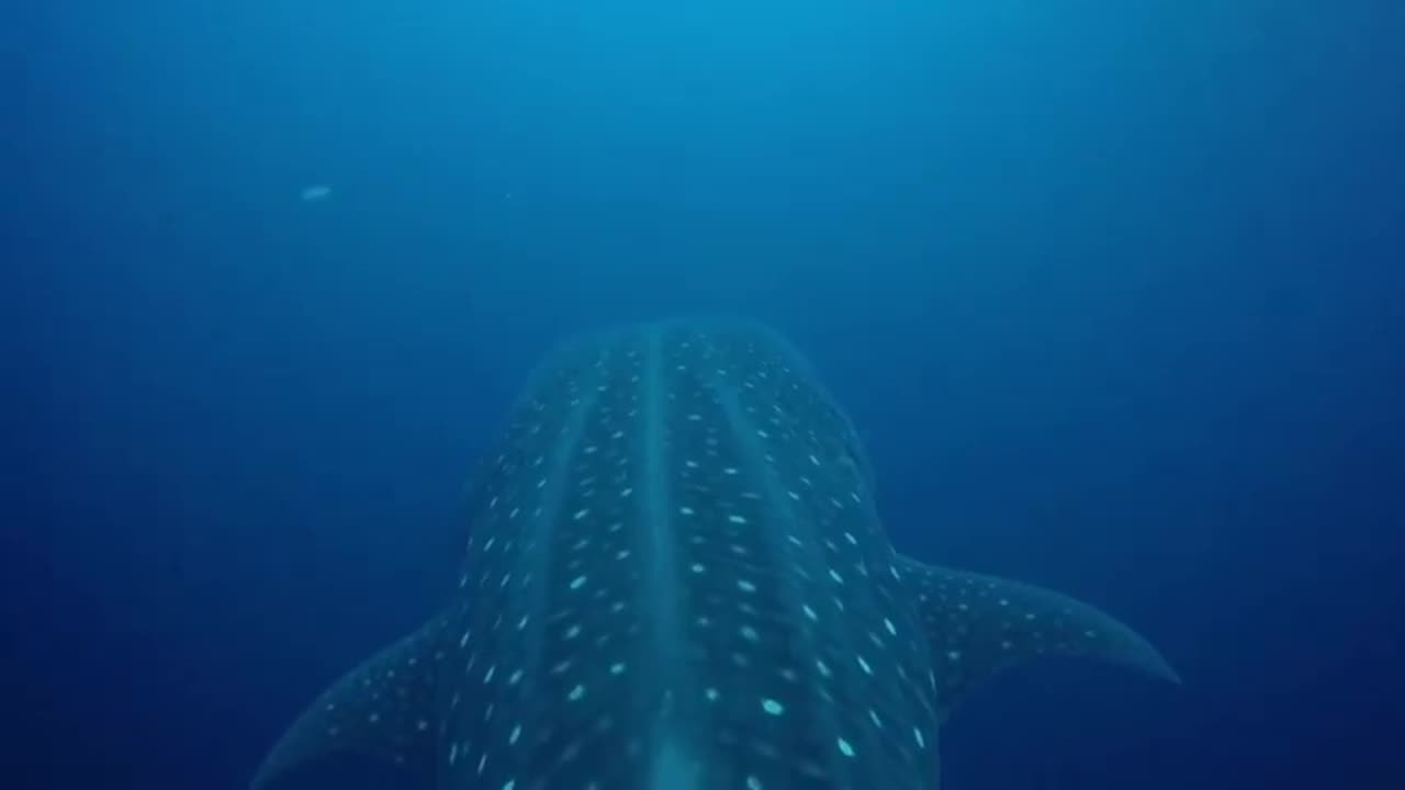 Scuba driver has close call with whale shark cruising right at him