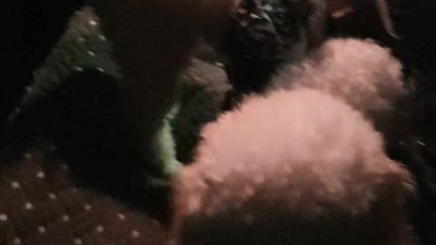 Dog remains in car, Exit car, Walk across carpark, loose leash walking, Enter building