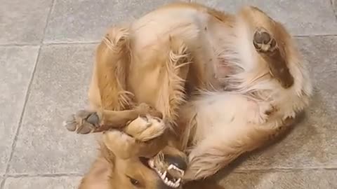 😂🌟 The Most Sensical Way to the Tail | FunFM