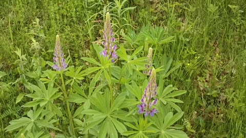 Lupins