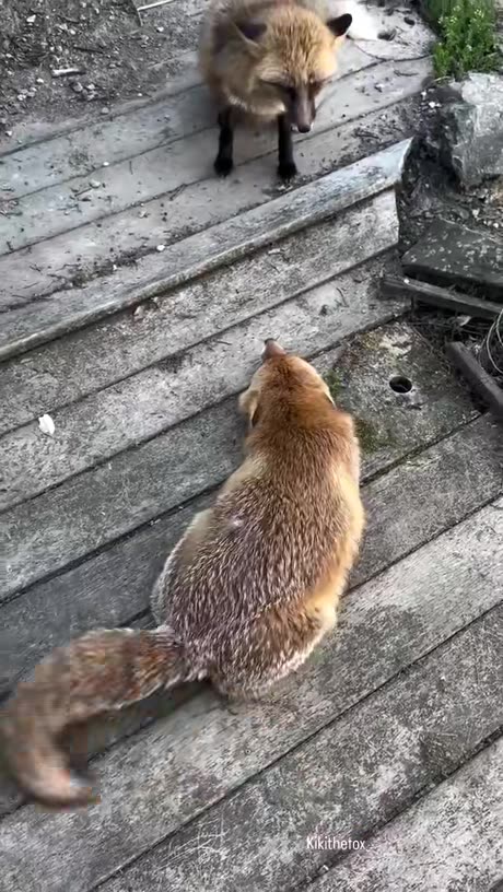 Kiki is so sweet 🥺❤️