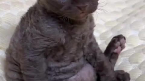 When Life Hits You at 3 Weeks Old 😹💭