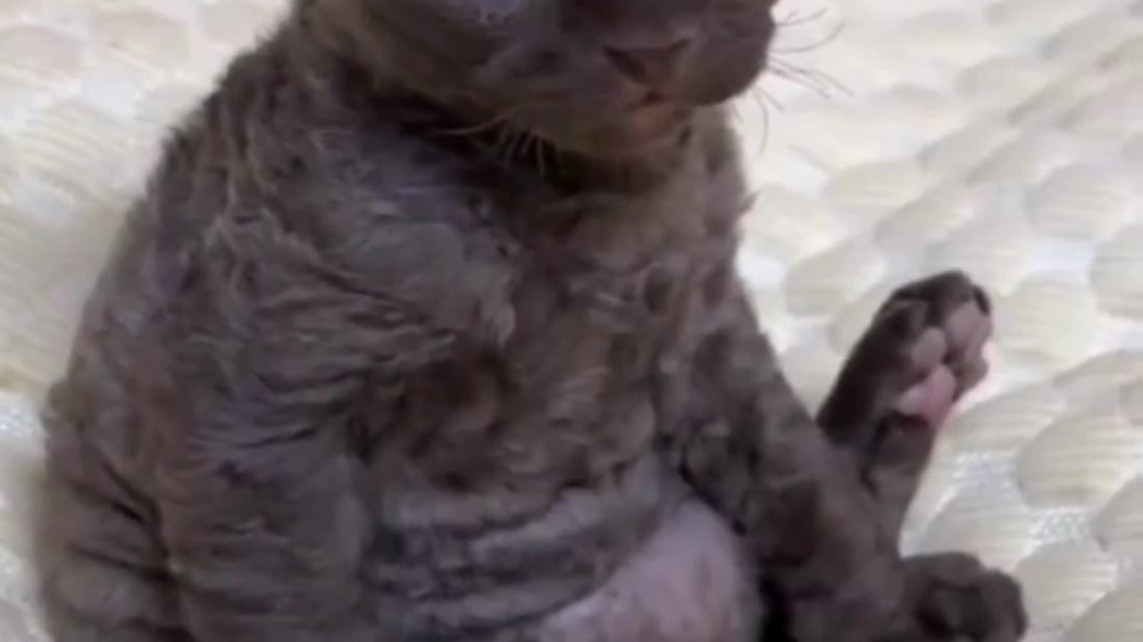 When Life Hits You at 3 Weeks Old 😹💭