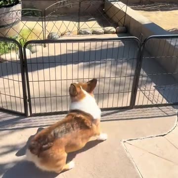 High jump champion 🤣