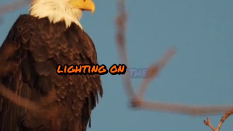 🦅Bald Eagle on the Salmon River Idaho 5AM Podcast Rick Glaze