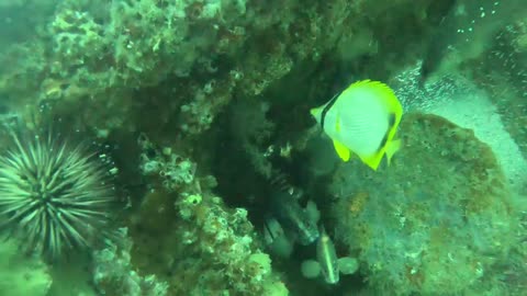 5.6.25 Scuba Diving St Augustine FL - Little Barge Reef