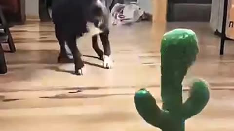 This pets will make you laugh lol