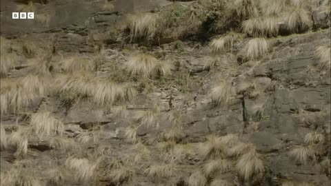 ‎The Himalayan Predator That Eats Bones to Survive | Hidden India | BBC Earth