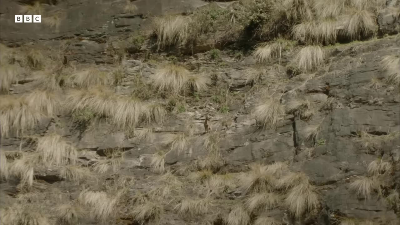 ‎The Himalayan Predator That Eats Bones to Survive | Hidden India | BBC Earth