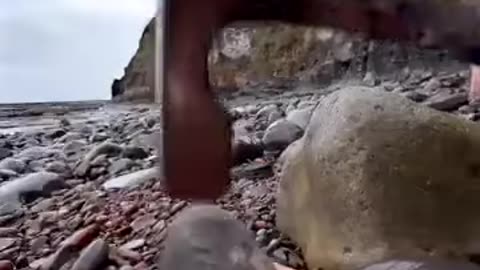 Rock Fossils