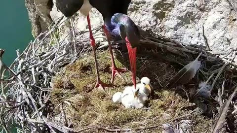 3 black stork chicks, feeding