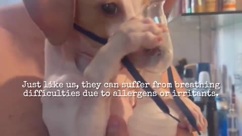Dogs Can Have Asthma Too? Shocking Truth Revealed!