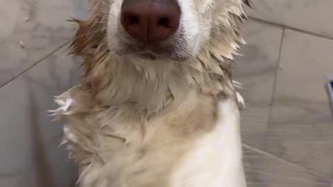 Dog's Comedy Videos 🤣 so cute videos 😍 funny videos 🤣