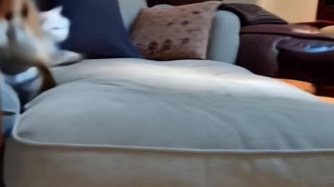 Soo Funny Dog and Cat