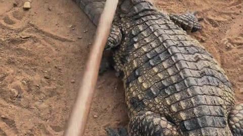 Crocodile： Are you tickling me？