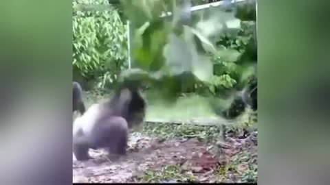 CUTE ANIMALS