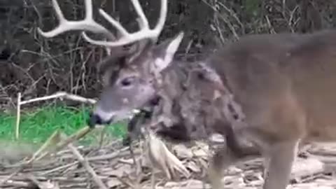 Incredible: TOUGHEST Buck Ever, What Do You Think Caused This Injury #shorts #vi