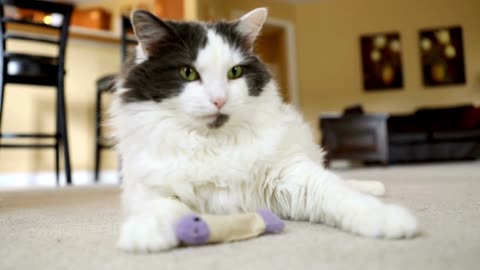 Amazing Scene of Cat Animals In 4K - Cat Relaxation Film