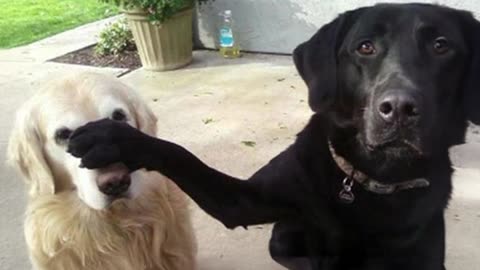 99.9% Can’t stop cracking up at these animals