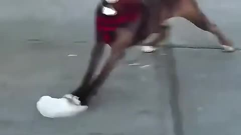 ZOOMIES TUESDAY 6/17/25
