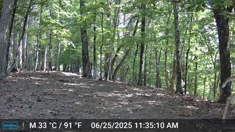 The Woods – 06/26/2025