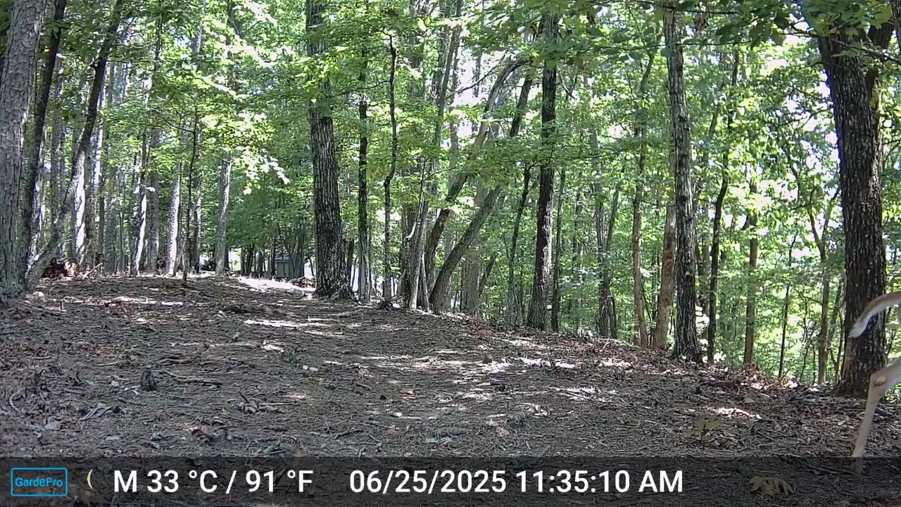 The Woods – 06/26/2025