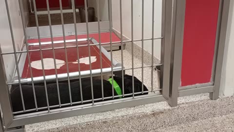 Baby 2y A835025 Prairie 2y A869073 kennel 117 PACC shelter VID_20250507_160719992