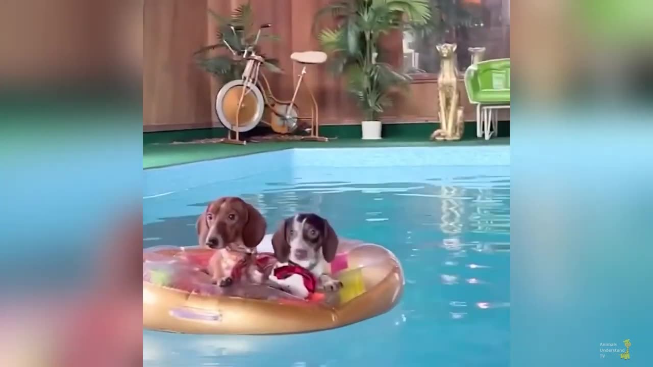 HILARIOUS Funny Animal Moments! 😹🐶 Epic Pets Fails & Cuteness Overload!