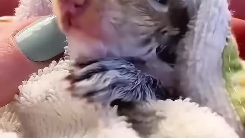 This young woman rescues a baby squirrel🐿️❤️. #Viral #Animal #Love
