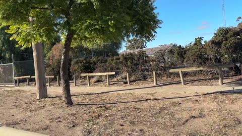 daily walking with Mila...