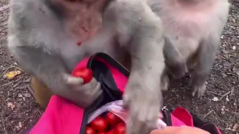 Removing Thorns