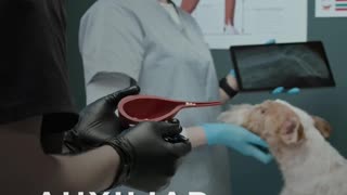 Auxiliar veterinário