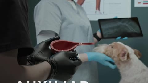 Auxiliar veterinário