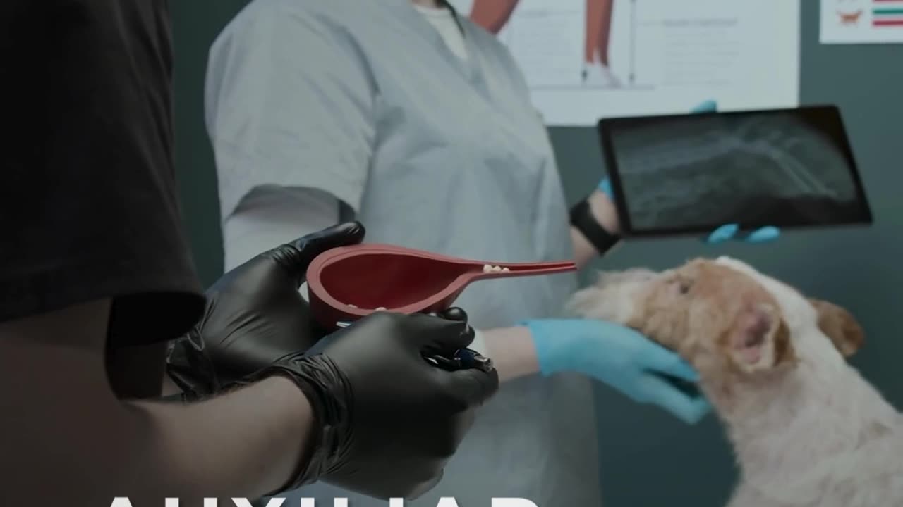 Auxiliar veterinário