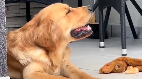 😂 You Won't Believe This Cat's Genius Move! | FunFM